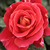 Rood - Floribunda roos - Alcazar